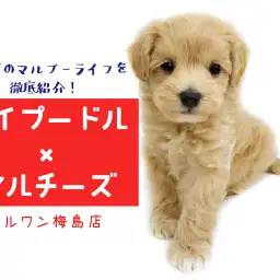 【 MIX 】マルプーライフを一挙紹介！初めて飼う方にオススメな理由とは？