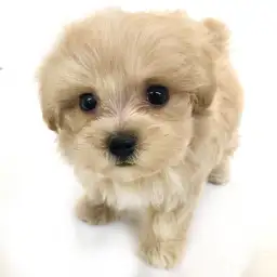 MIX（トイプードル×マルチーズ）