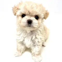 MIX（マルチーズ×チワワ）