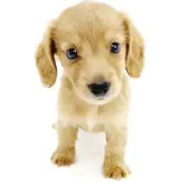 ミニチュア・ダックスフント