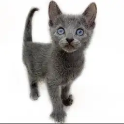 ロシアンブルー