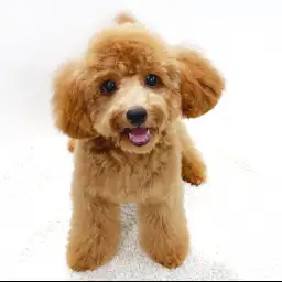 トイ・プードル