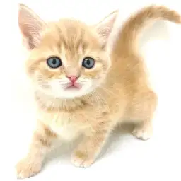 スコティッシュフォールド