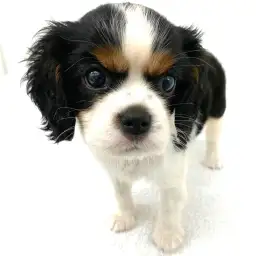 キャバリア・キングチャールズ・スパニエル