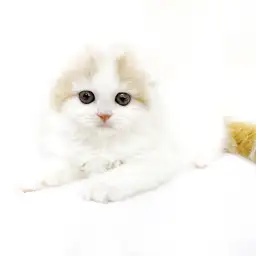 スコティッシュフォールド