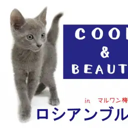 【 ロシアンブルー 】甘えてくれる猫！抱っこ好きになる3つのポイント！
