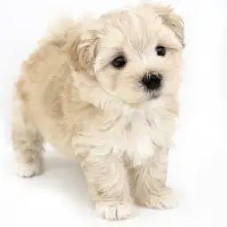 MIX（マルチーズ×トイプードル）