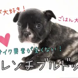【 フレンチブルドッグ 】可愛い所が盛りだくさん！遊ぶの大好きフレブルちゃん♪
