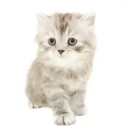 スコティッシュフォールド