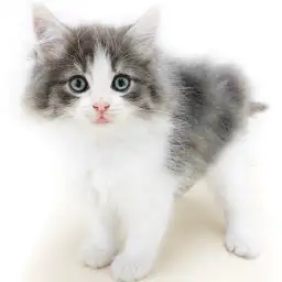 ノルウェージャンフォレストキャット