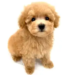 トイ・プードル