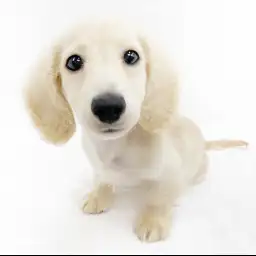 カニンヘン・ダックスフント