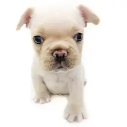 フレンチブルドッグ