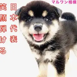 【 柴犬 】100点満点の笑顔で癒します!クマ系黒柴との生活の魅力をお届け!