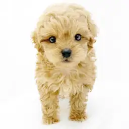 MIX（ペキニーズ×トイプードル）