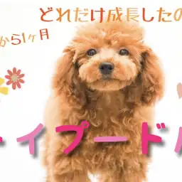 【 トイ・プードル 】トレーニングの様子も公開♪トイプーちゃんの成長記録！