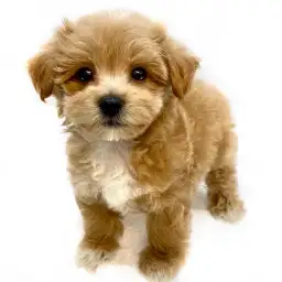 MIX（マルチーズ×トイプードル）