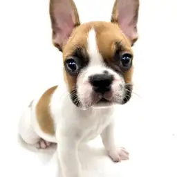 フレンチブルドッグ