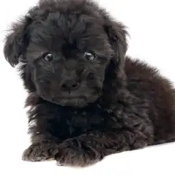 トイ・プードル