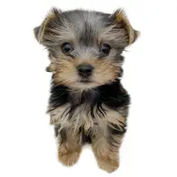 ヨークシャーテリア