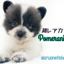 【 ポメラニアン 】杉並区注目度NO.1!!小さめレアカラーたぬきポメ登場!!