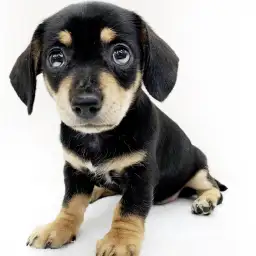 MIX（チワワ×ミニチュアダックスフント）