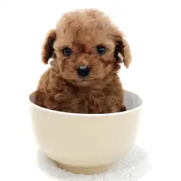 トイ・プードル