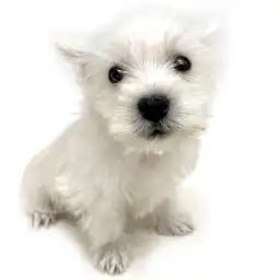 ウェストハイランドホワイトテリア