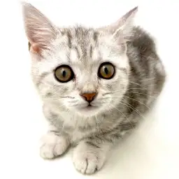 アメリカンショートヘア