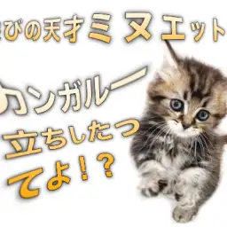 【 ミヌエット 】遊びの天才キャット!早くもカンガルー立ちしたってよ!