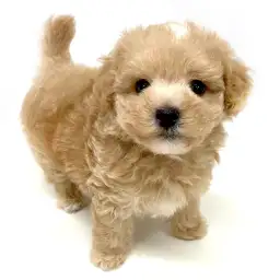 MIX（トイプードル×マルチーズ）