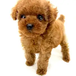 トイ・プードル