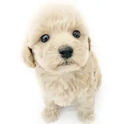 トイ・プードル