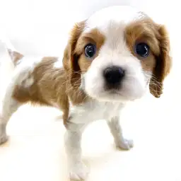 キャバリア・キングチャールズ・スパニエル