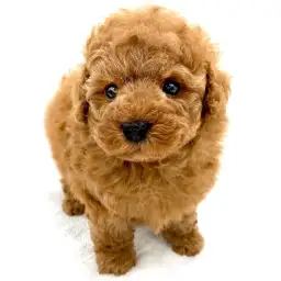 トイ・プードル