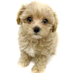 MIX（トイプードル×マルチーズ）