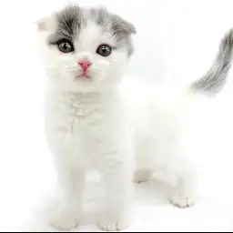 スコティッシュフォールド