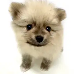 ポメラニアン