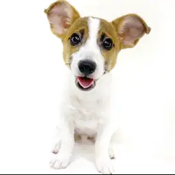 ジャックラッセルテリア