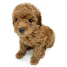 トイ・プードル