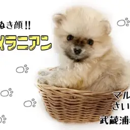 【 ポメラニアン 】究極のたぬきポメ!小さな子犬との暮らしもご紹介!!