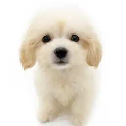 MIX（マルチーズ×ミニチュアダックスフント）