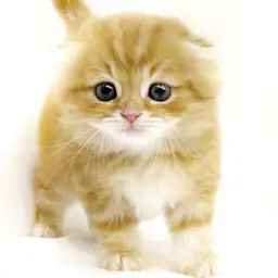 スコティッシュフォールド