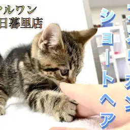 【 アメリカンショートヘア 】不動の人気を誇る甘えん坊にゃんこ！