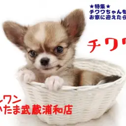 【 チワワ 】お家に小さなチワワちゃんを迎えたら気を付けたいコト!