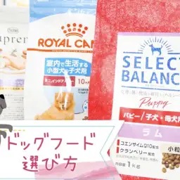 【 ドッグフードの選び方 】愛犬の健康の為に気を付けたい3つのポイントを解説！