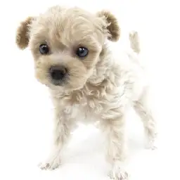 MIX（チワワ×トイプードル）