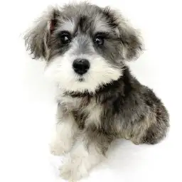 ミニチュア・シュナウザー