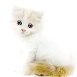 スコティッシュフォールド