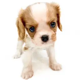 キャバリア・キングチャールズ・スパニエル